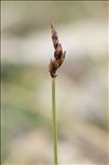 Carex rupestris All.