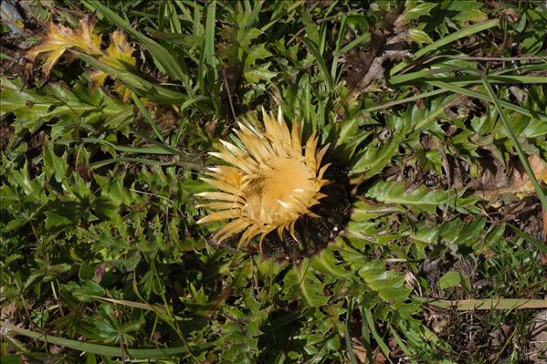Carlina acanthifolia subsp. cynara (Pourr. ex DC.) Arcang.
