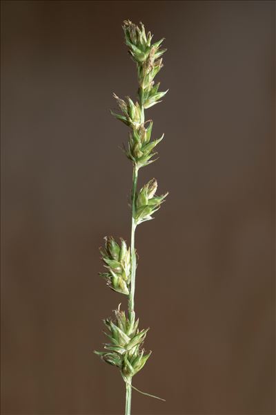 Carex divulsa Stokes