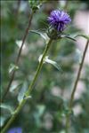 Carthamus caeruleus L.