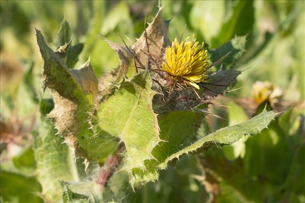 Centaurea benedicta (L.) L.