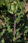 Centaurea benedicta (L.) L.