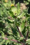 Centaurea benedicta (L.) L.