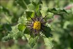 Centaurea benedicta (L.) L.