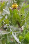 Centaurea benedicta (L.) L.