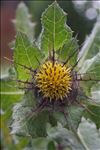 Centaurea benedicta (L.) L.