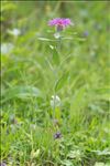 Centaurea uniflora Turra