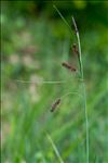 Carex flacca subsp. claviformis (Hoppe) Schinz & Thell.