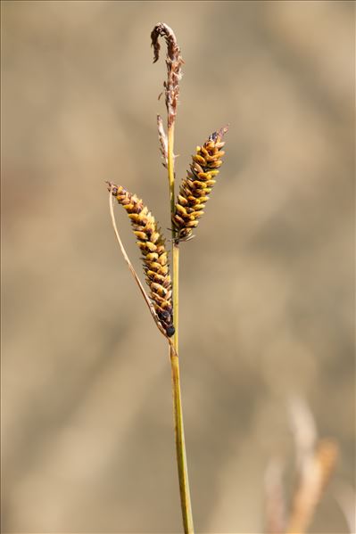 Carex flacca Schreb. subsp. flacca