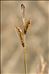 Carex flacca subsp. serrulata (Biv.) Greuter