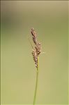 Carex flacca subsp. claviformis (Hoppe) Schinz & Thell.