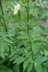 Cephalaria alpina (L.) Schrad. ex Roem. & Schult.