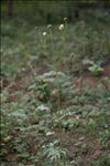 Cephalaria alpina (L.) Schrad. ex Roem. & Schult.