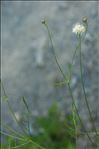 Cephalaria leucantha (L.) Schrad. ex Roem. & Schult.