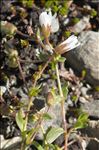 Cerastium cerastoides (L.) Britton