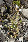 Cerastium cerastoides (L.) Britton