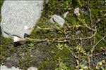 Cerastium cerastoides (L.) Britton