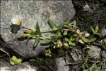 Cerastium cerastoides (L.) Britton
