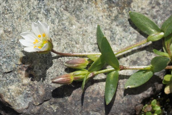 Cerastium cerastoides (L.) Britton