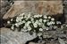 Cerastium latifolium L.