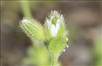 Cerastium siculum Guss.