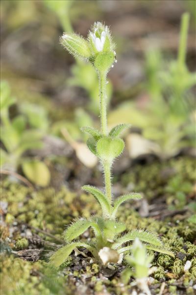 Cerastium siculum Guss.