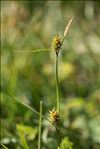 Carex flava L. var. flava