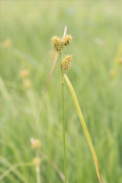 Carex flava var. alpina Kneuck.