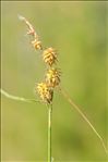 Carex flava var. alpina Kneuck.