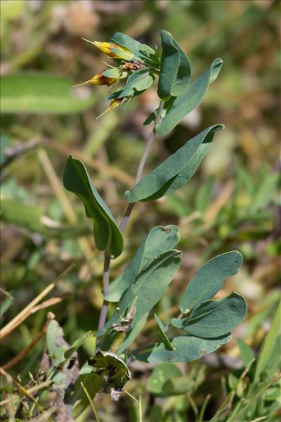 Cerinthe minor L. subsp. minor