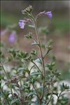 Chaenorhinum origanifolium (L.) Kostel. subsp. origanifolium