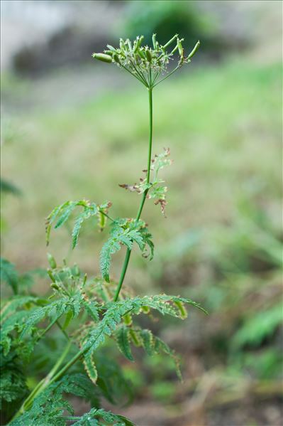 Chaerophyllum aureum L.