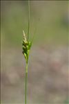 Carex halleriana Asso subsp. halleriana