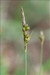 Carex halleriana Asso