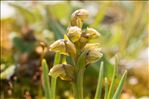 Chamorchis alpina (L.) Rich.