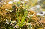 Chamorchis alpina (L.) Rich.