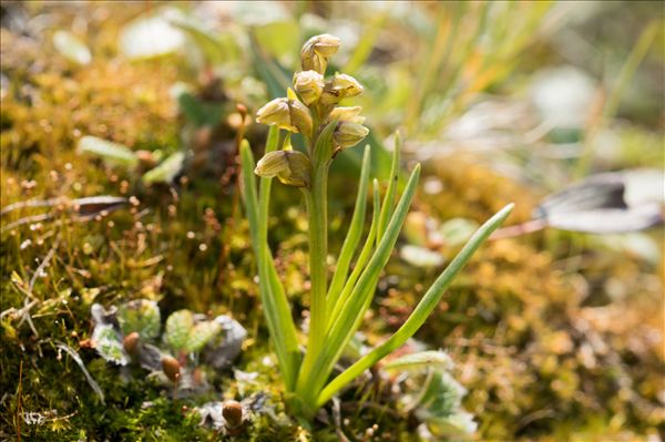 Chamorchis alpina (L.) Rich.