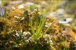 Chamorchis alpina (L.) Rich.