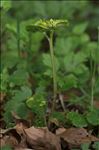 Chrysosplenium alternifolium L.