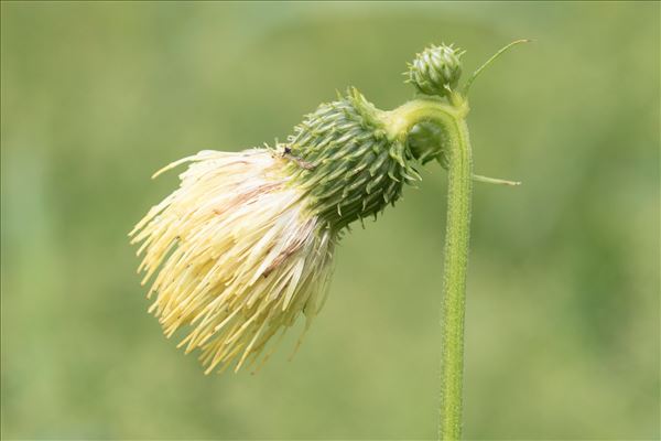 Cirsium erisithales (Jacq.) Scop.