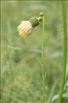 Cirsium erisithales (Jacq.) Scop.