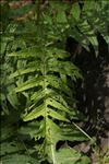 Cirsium erisithales (Jacq.) Scop.