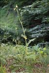 Cirsium erisithales (Jacq.) Scop.