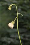 Cirsium erisithales (Jacq.) Scop.