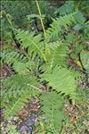 Cirsium erisithales (Jacq.) Scop.