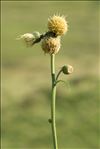 Cirsium erisithales (Jacq.) Scop.