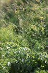 Cirsium erisithales (Jacq.) Scop.