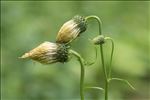 Cirsium erisithales (Jacq.) Scop.