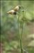 Cirsium erisithales (Jacq.) Scop.