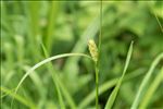 Carex hirta L.